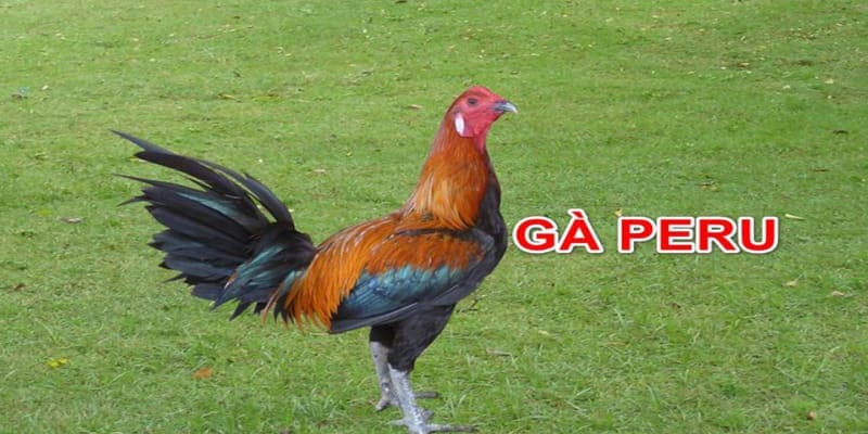 Peru quen thuộc với nhiều sư kê trong bộ môn đấu gà