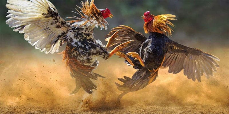 Sơ lược vài điều về đá gà trực tiếp c1 cho newbie