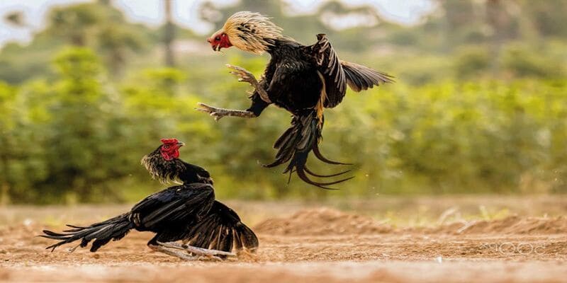 Người chơi cần biết cách áp dụng chiến thuật của cao thủ