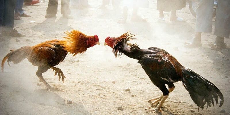 Các quy định liên quan đến loại hình đá gà C3