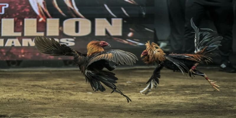 Vài nét giới thiệu tóm tắt về đá gà trực tiếp C3