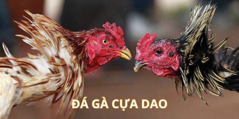 Đá gà cựa dao với vũ khí sắc bén