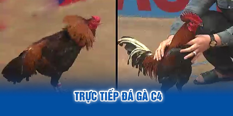 Đá gà trực tiếp C4 được anh em yêu thích và giải trí