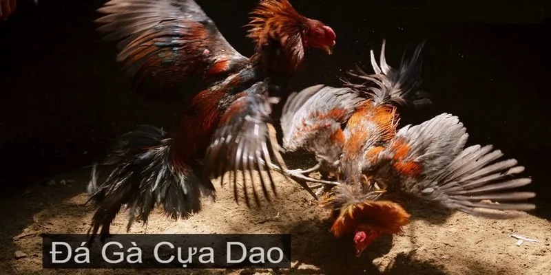 Đá gà cựa dao với những giây phút thi đấu nghẹt thở