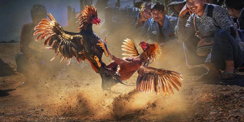 Đá gà cựa sắt C2 siêu hấp dẫn